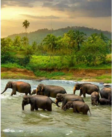 Sri Lanka - juvelernes ø