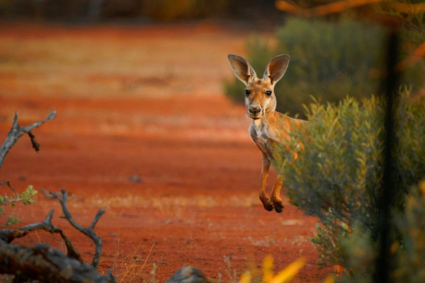 12 ikoniske dyr i Australien: Kom tæt på kænguruer, koalaer og krokodiller 