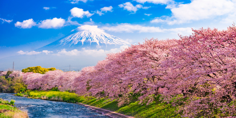 Sådan oplever du Japans kirsebærblomstring