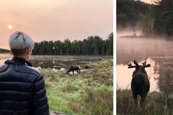 Todelt billede, som viser en kvinde, der betragter en elg i tåget moselandskab i Algonquin Park, Canada