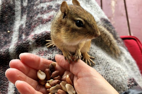 Jordegern, som spiser peanuts af hånden på skødet af en gæst på besøg i Canadas Algonquin Provincial Park