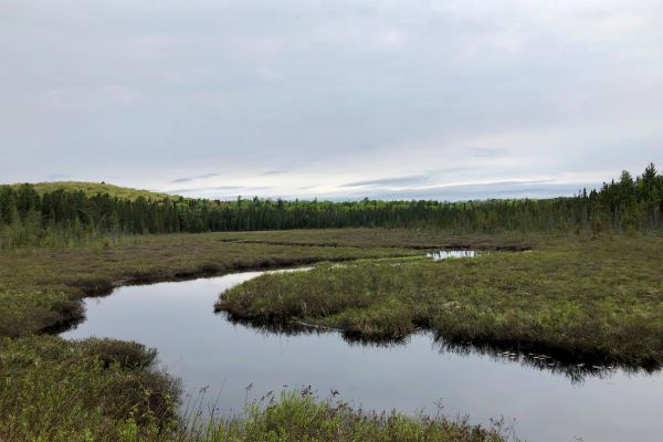 Moselandskab Algonquin National Park i Canada
