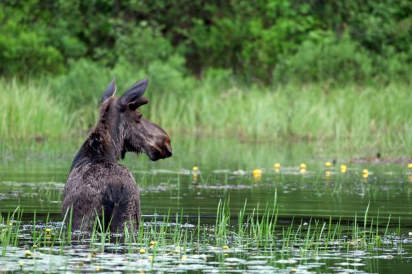 Elg i sø i Canadas Algonquin Provincial Park