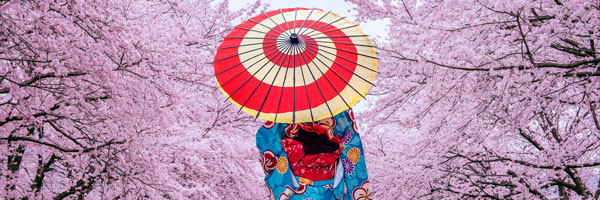 Sakura - kirsebærtræernes blomstring, Japan Sakura - kirsebærtræernes blomstring, Japan