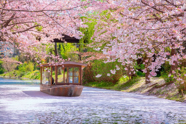 Blomstrende kirksebærtræer, Japan Blomstrende kirksebærtræer, Japan