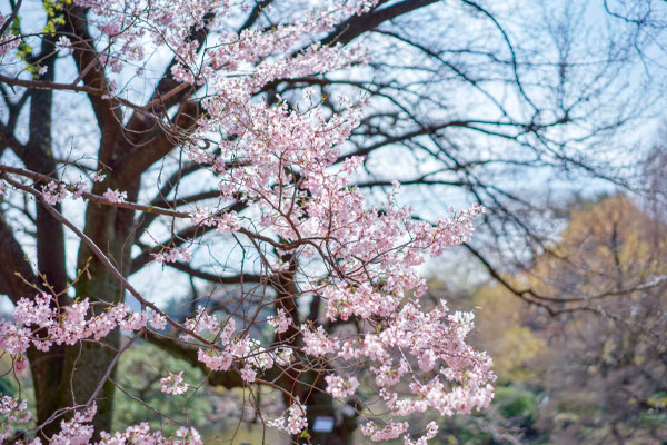 Shinjuku Gyoen National Garden Shinjuku Gyoen National Garden