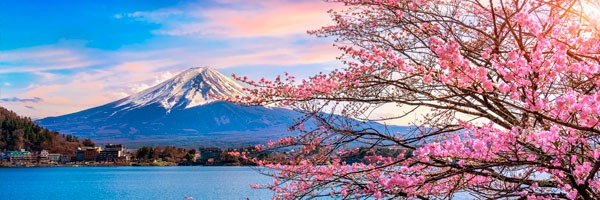Kirsebærtræer blomstrer ved Fuji-bjerget, Japan Kirsebærtræer blomstrer ved Fuji-bjerget, Japan