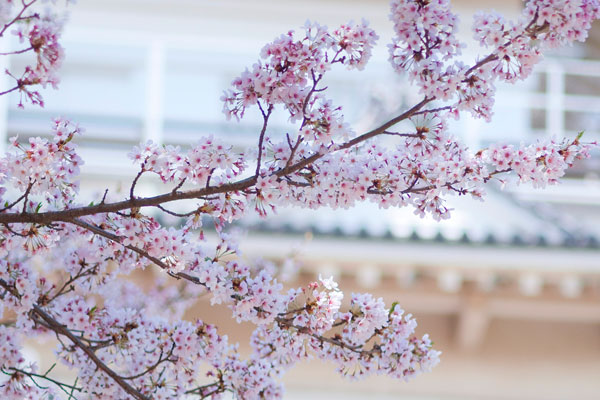 Kirsebærtræer blomstrer ved Himeji-slottet, Japan Kirsebærtræer blomstrer ved Himeji-slottet, Japan
