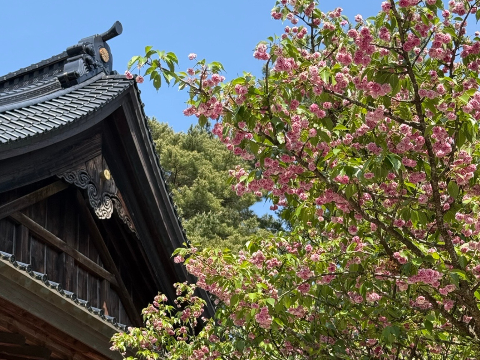 Blomstrende kirsebærtræ i Japan og traditionelt bygningsværk
