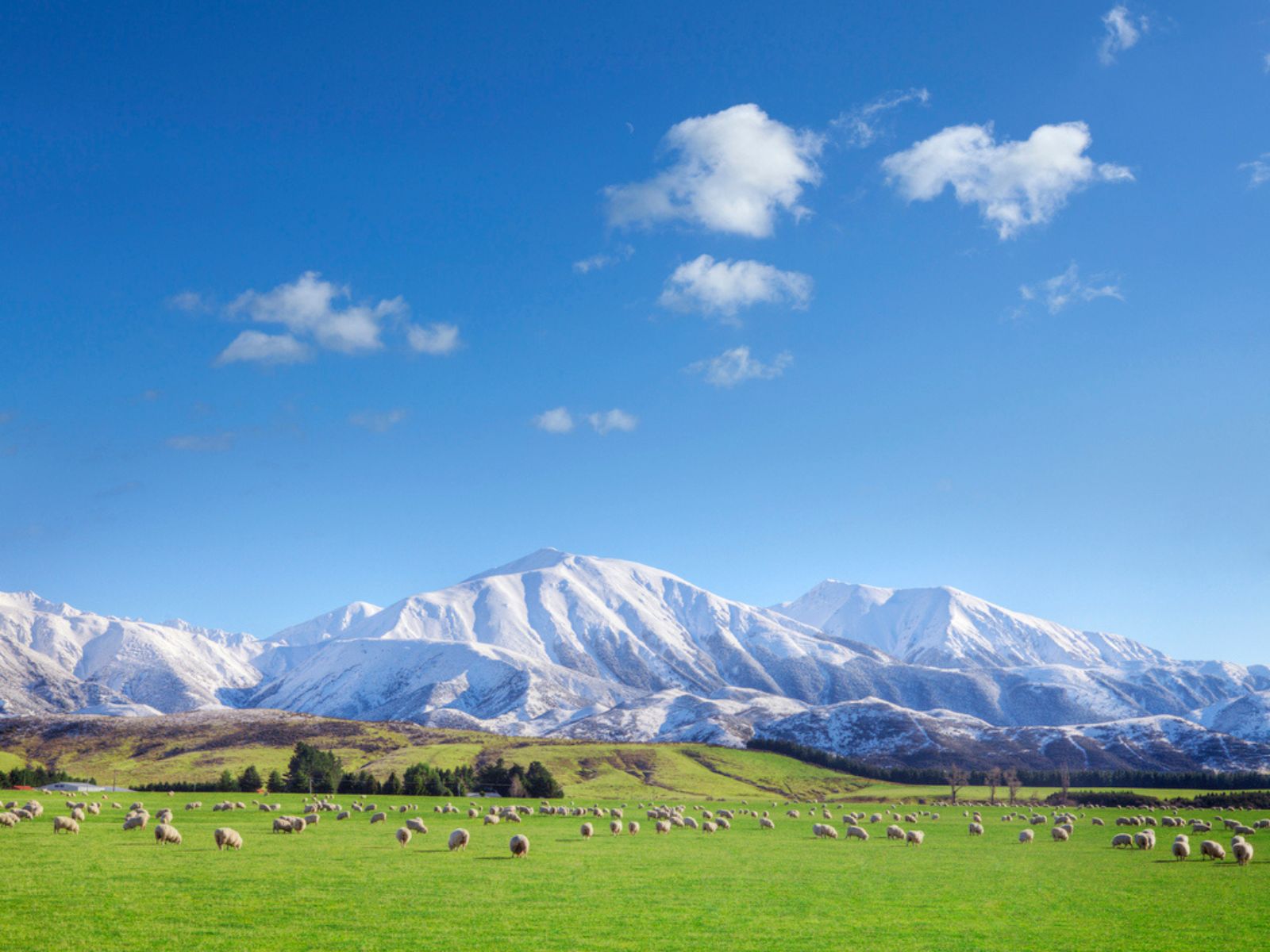 Bjergrigt landskab i New Zealand med græssende får på grønne marker