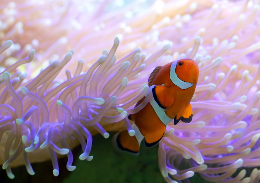 Klovnefisk ved Great Barrier Reef i Australien Foto: iStock Klovnefisk ved Great Barrier Reef i Australien