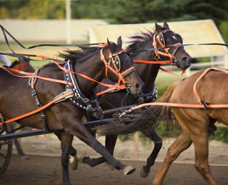 Chuckwagon-race ved Calgary Stampede. Foto: Calgary Stampede, Tourism Calgary