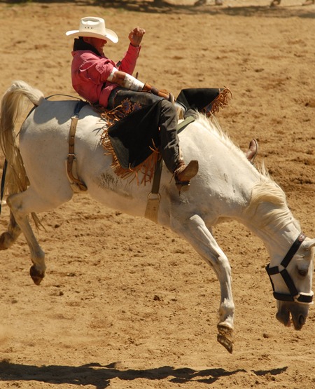 Rodeorytter ved Calgary Stampede, Canada. Foto: Calgary Stampede, Tourism Calgary