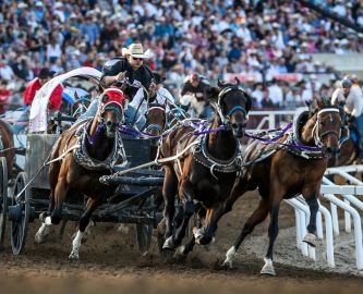 Chuckwagon-race ved Calgary Stampede. Foto: Calgary Stampede, Tourism Calgary Chuckwagon-race ved Calgary Stampede. Foto: Calgary Stampede, Tourism Calgary