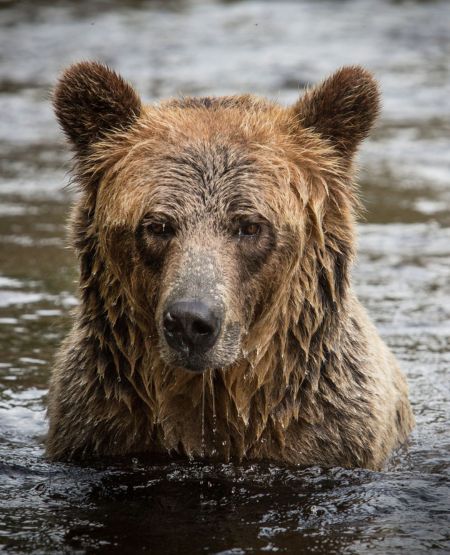 Grizzlybjørn i vand ved Knight Inlet Lodge, Canada
