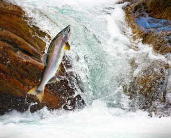 Springende laks i flod i Canada