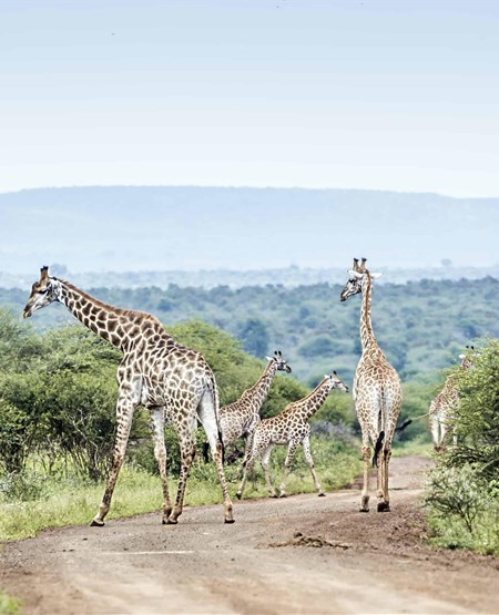 15.sydafrika-safari-garden-route-og-cape-town.Dag_4-5.555x450