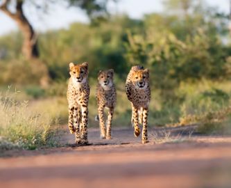 Leoparder_Kruger_333x270