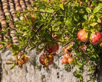 Granat_bletr_i_Albanien_iStock-2212796188.jpg_1