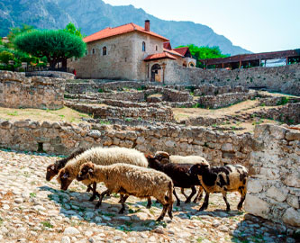 Får i Kruja, Albanien Får i Kruja, Albanien