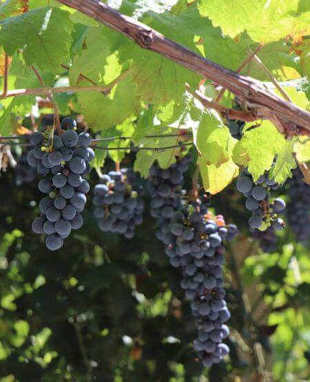 Vinranke på vingård i Albanien