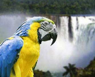 Macaw-in-Iguazu-Fall-333x270