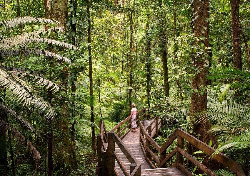 Daintree