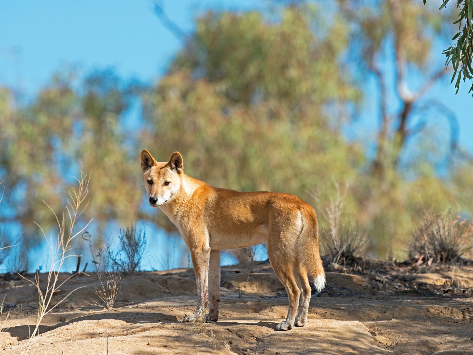 Dingo i outbacken i Queensland, Australien