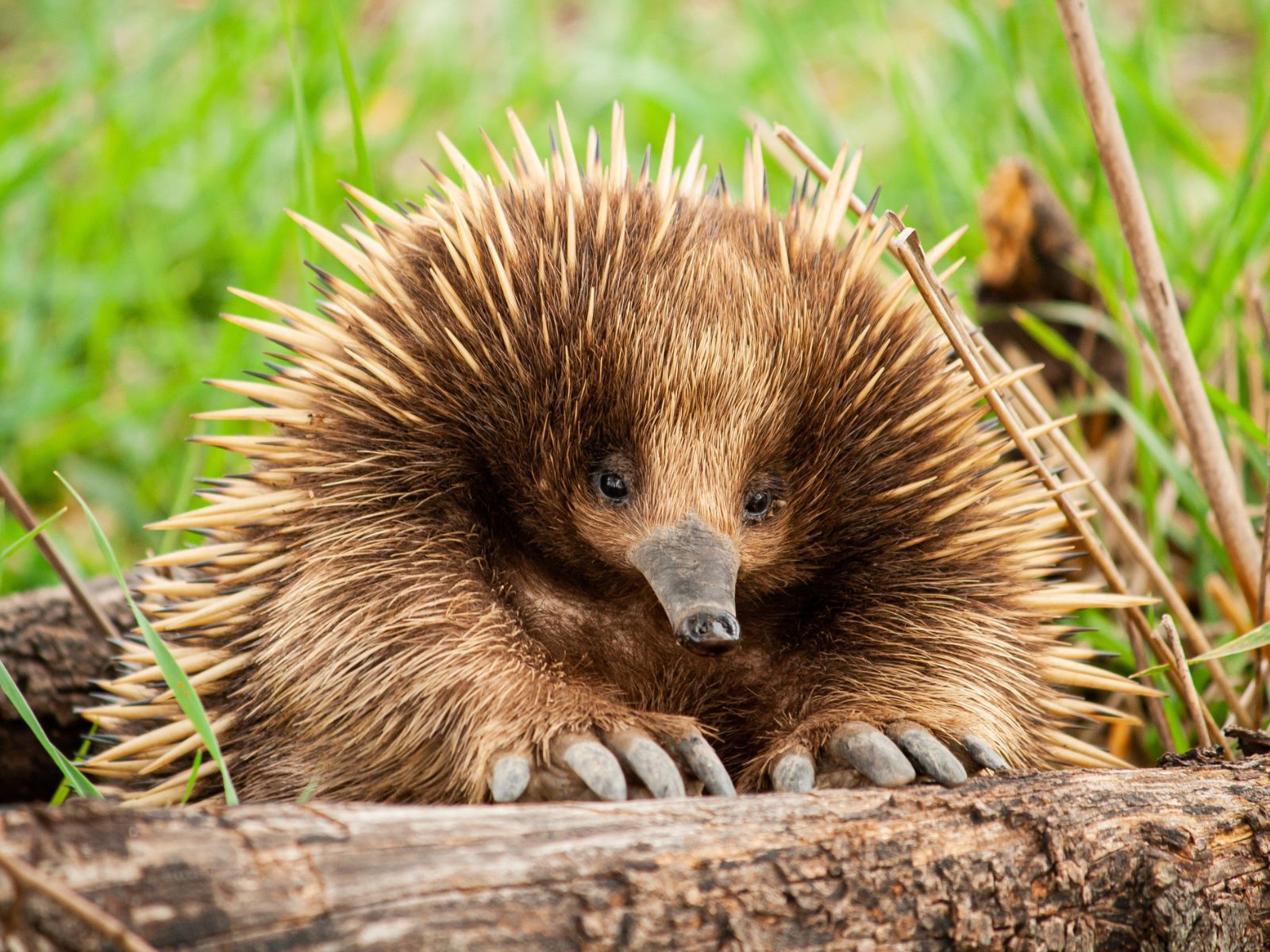 Sød Echidna, australsk myrepindsvin, leder efter myrer på træstub i Australien
