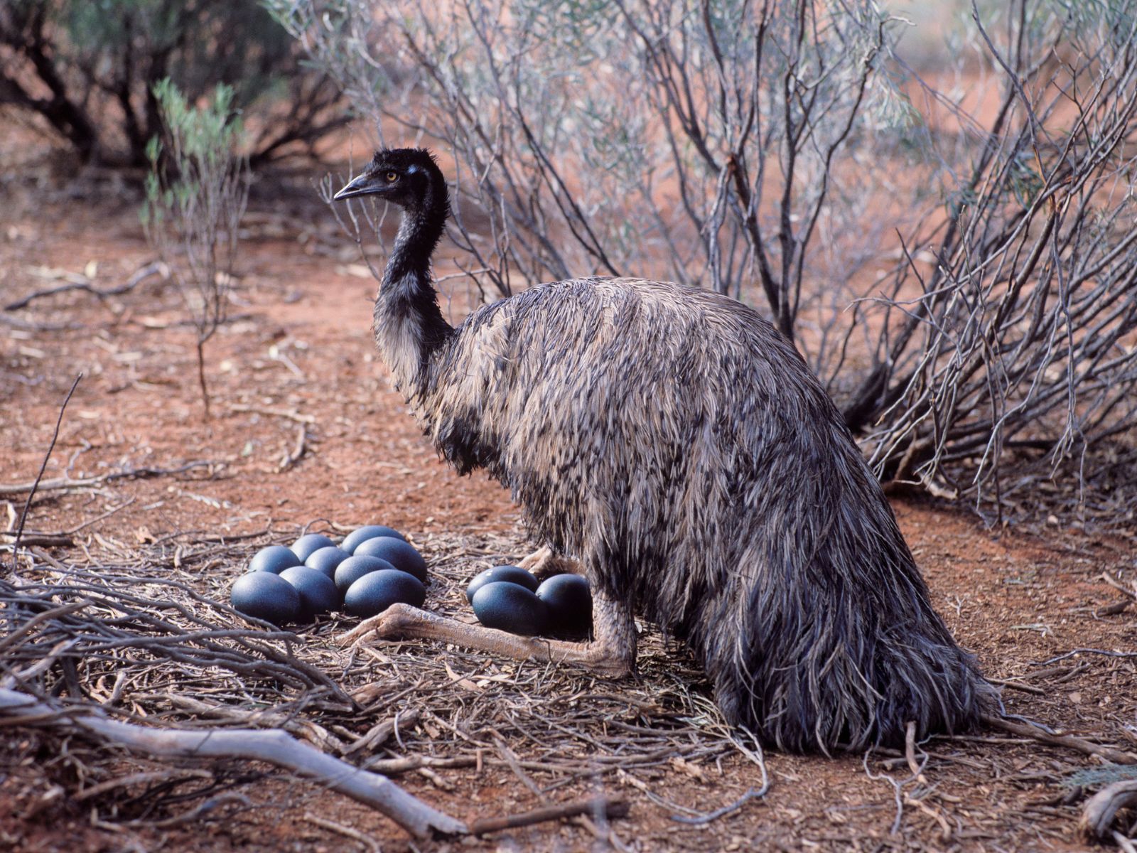 Han-emu ligger på æg i Australien