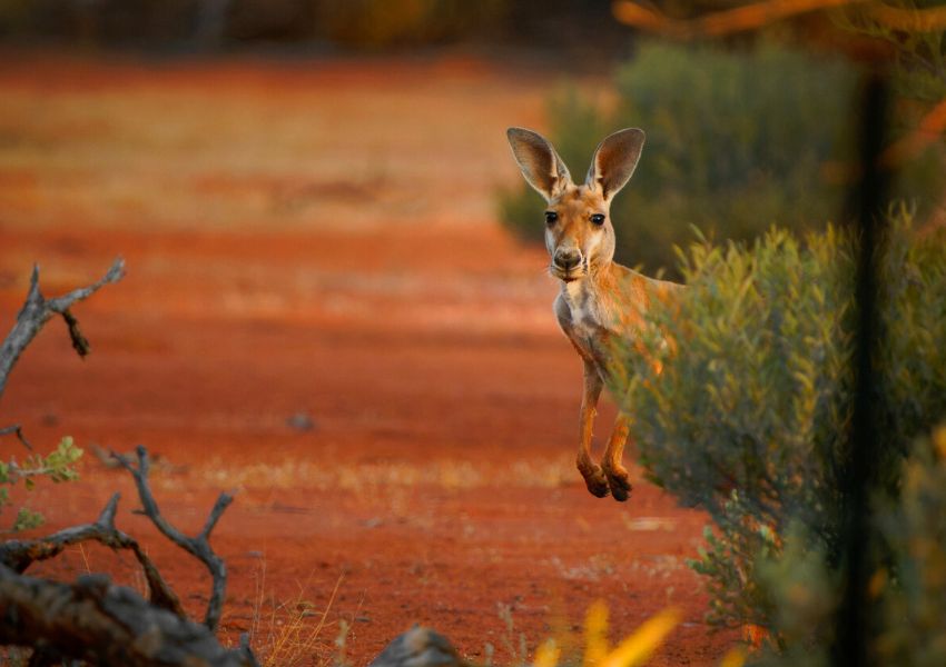 12 ikoniske dyr i Australien: Kom tæt på kænguruer, koalaer og krokodiller 