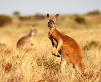 Kænguruer i den australske outback
