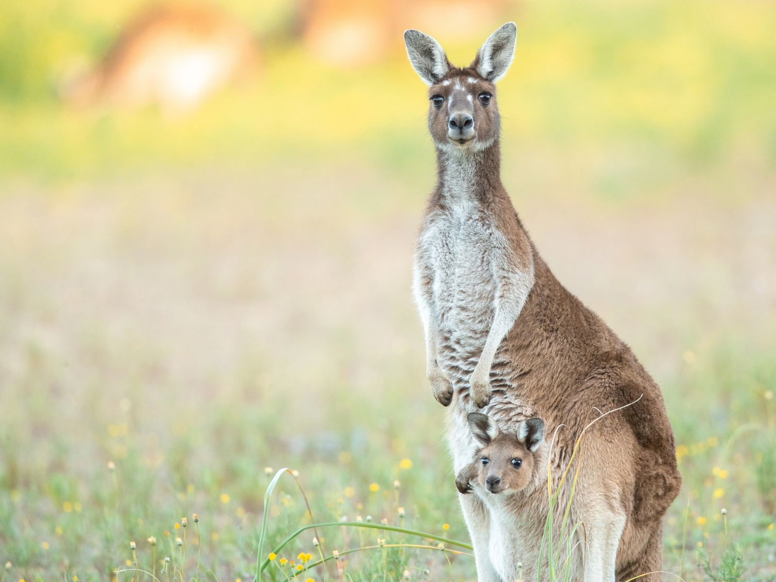 Kænguru med unge i Australien