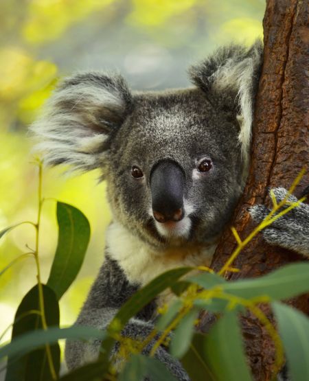 Koala i eukalyptustræ i Australien