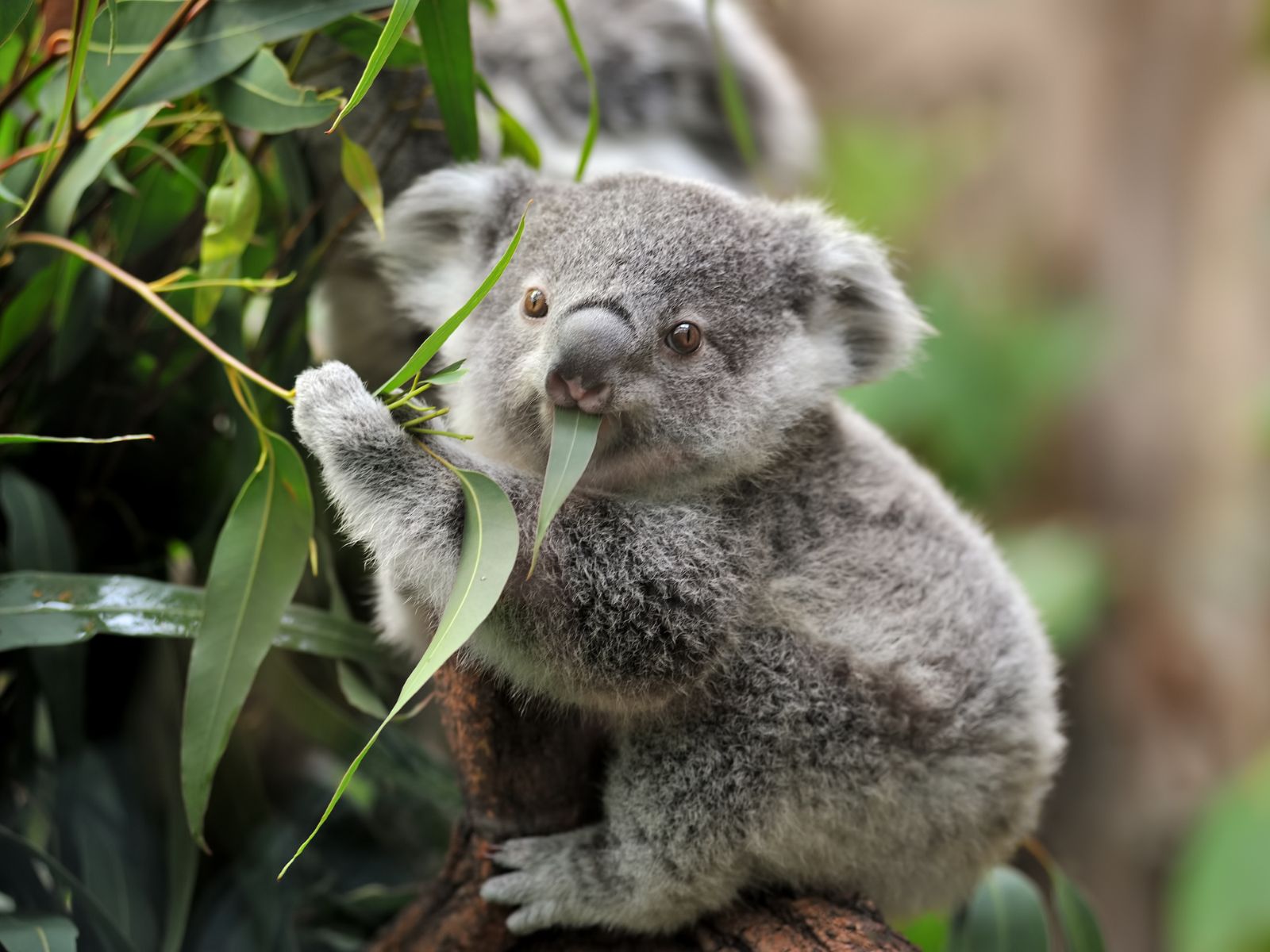 Koalaunge spiser eukalyptus i eukalyptustræ
