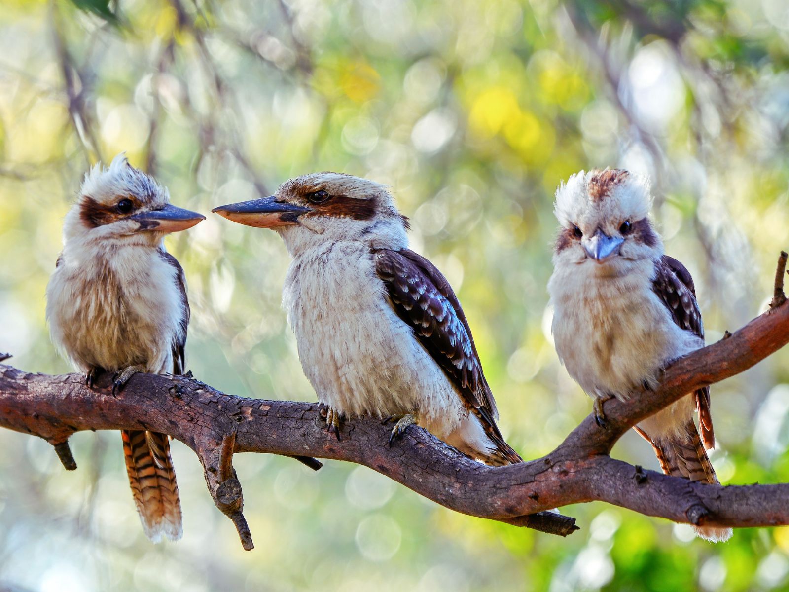 Tre Kookaburra-fugle på gren i et træ, Australien