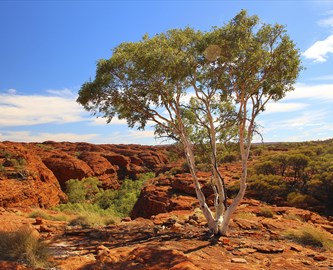 Det tørre outback i Australien