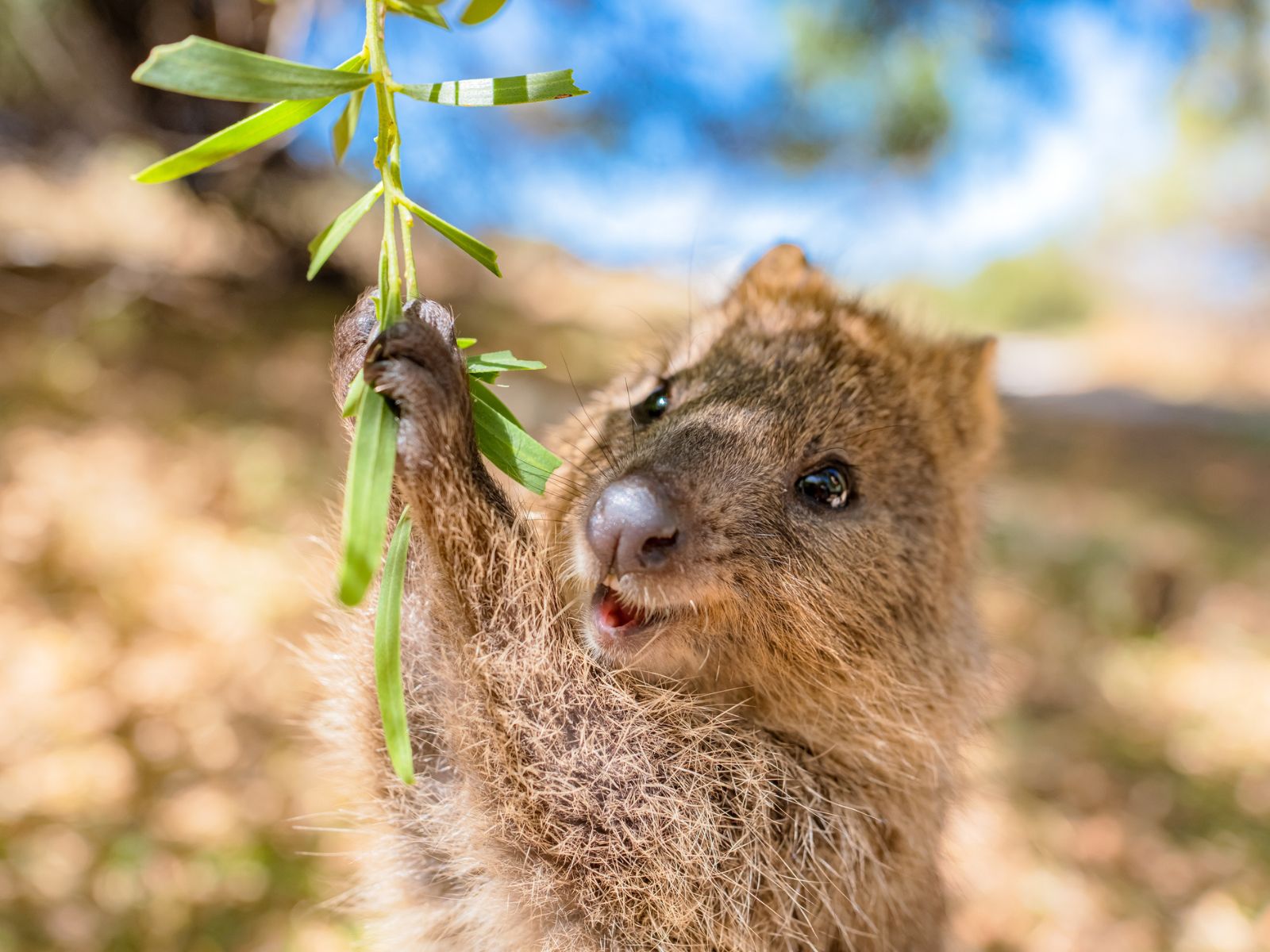 Sød quokka på Rodnest Island i Australien