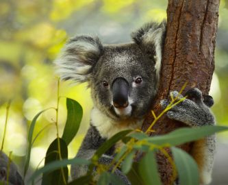 Koala i eukalyptustræ i Australien