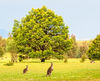 Udsigt til flere Kænguruer i grøn natur i Australien