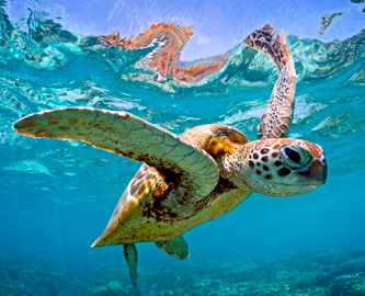 Havskildpadde ved Great Barrier Reef i Australien