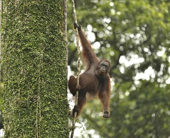 Orangutang_i_tr_iStock-1324155782_333-270