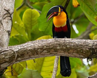 Tukan i Tijuca nationalpark i Rio de Janeiro