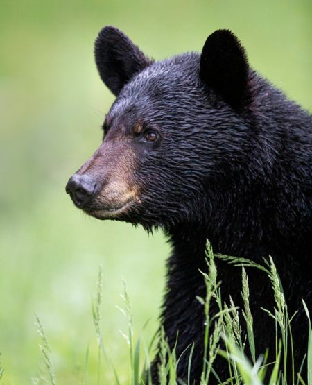 Sortbjørn i grønne omgivelser på Vancouver Island