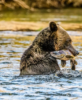 Bjørn som fanger fisk i flod i Canada Bjørn som fanger laks i Canada