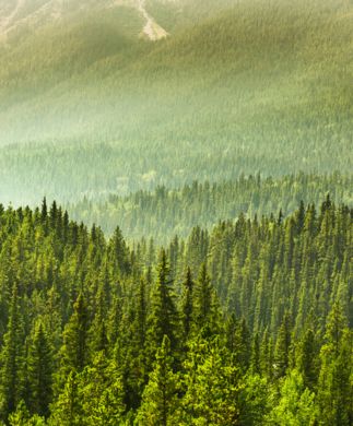 Skovområde i Canada nær Banff