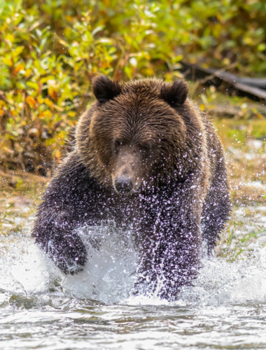 Løbende grizzly-bjørn i canadisk flod med vand sprøjtende omkring sig