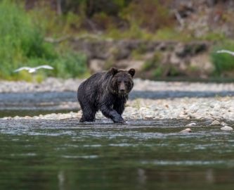 Bjør på laskejagt i vandkanten i Canada