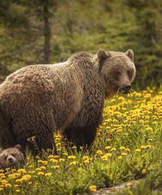 1.canada.bjoernesafari-og-lodges..390x323