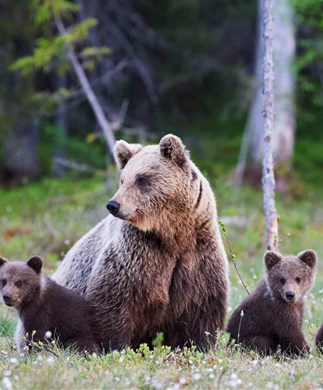 Bjørnefamilie i skov i Canada